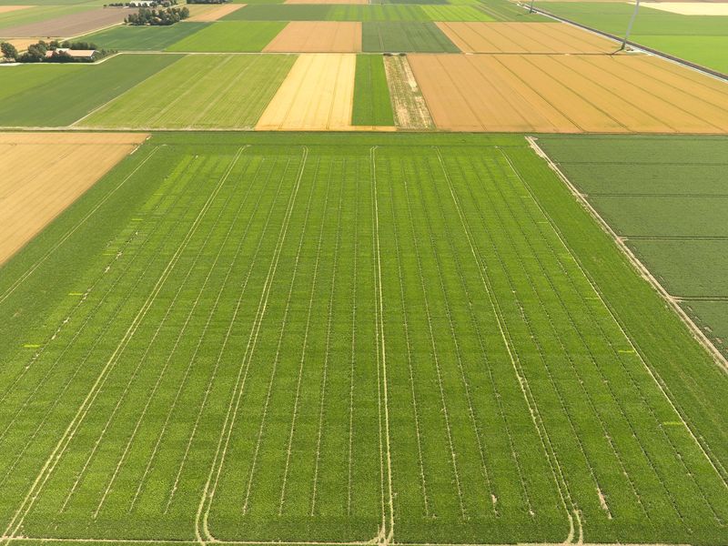 7 juli 2018; gewasgroei suikerbieten ras is EvaMaria