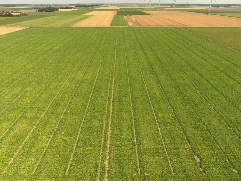 4 augustus 2018; gewasgroei suikerbieten ras is EvaMaria
