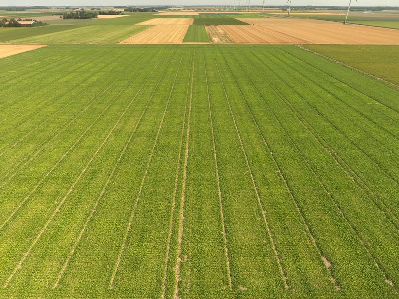 4 augustus 2018; gewasgroei suikerbieten ras is EvaMaria