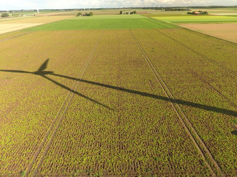 25 augustus 2018; gewasgroei aardappelen ras is Innovator