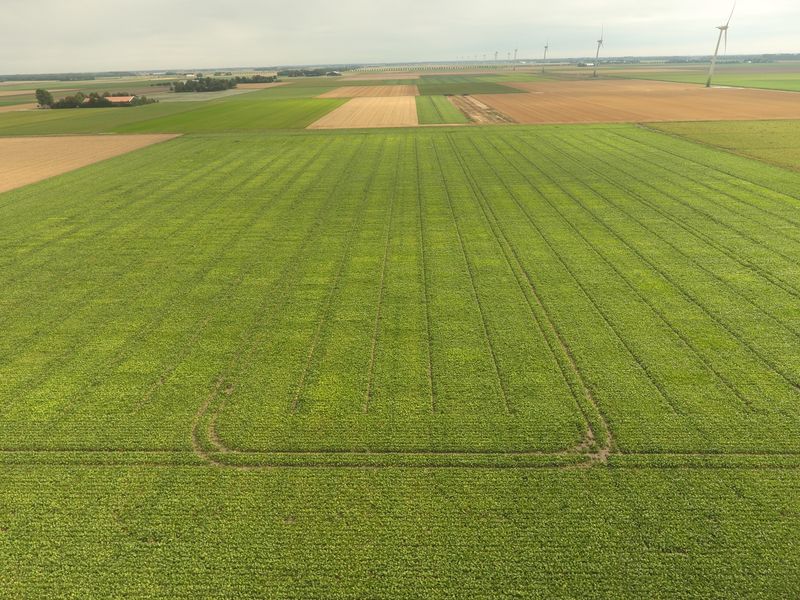 11 augustus 2018; gewasgroei suikerbieten ras is EvaMaria