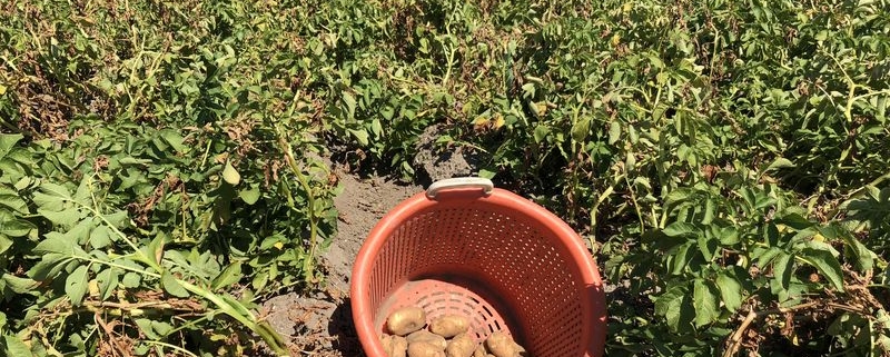 3 augustus 2018; eerste proefrooiing aardappelen