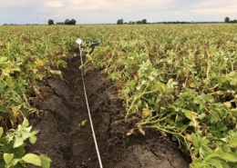 10 augustus 2018; tweede proefrooiing aardappelen