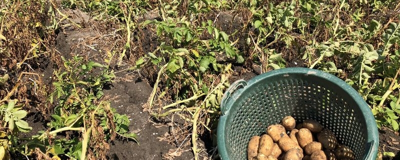 17 augustus 2018; derde proefrooiing aardappelen
