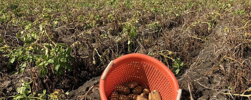 24 augustus 2018; 4e proefrooiing aardappelen, ras is Innovator