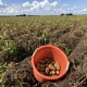 24 augustus 2018; 4e proefrooiing aardappelen, ras is Innovator