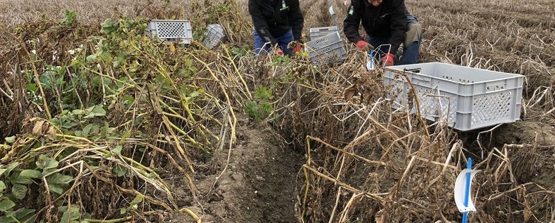 11 september 2018; proefveld aardappelen Den Hartigh gerooid.
