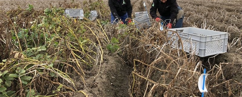 11 september 2018; proefveld aardappelen Den Hartigh gerooid.