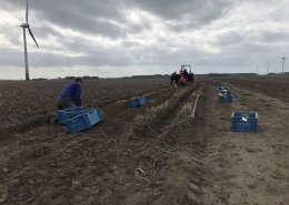 21 september 2018; proefveld Semagri rooien