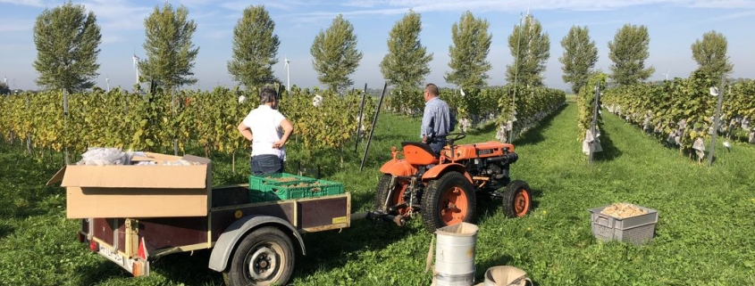 5 oktober 2018; druivenoogst De Wilde Wijngaard