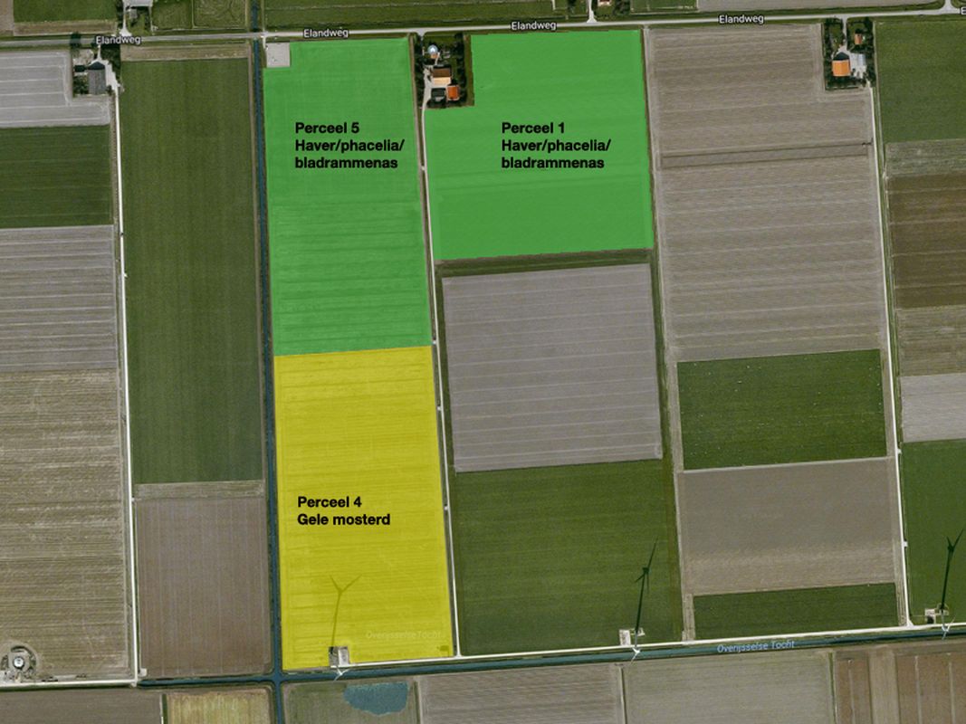 Bouwplan 2018; groenbemesters