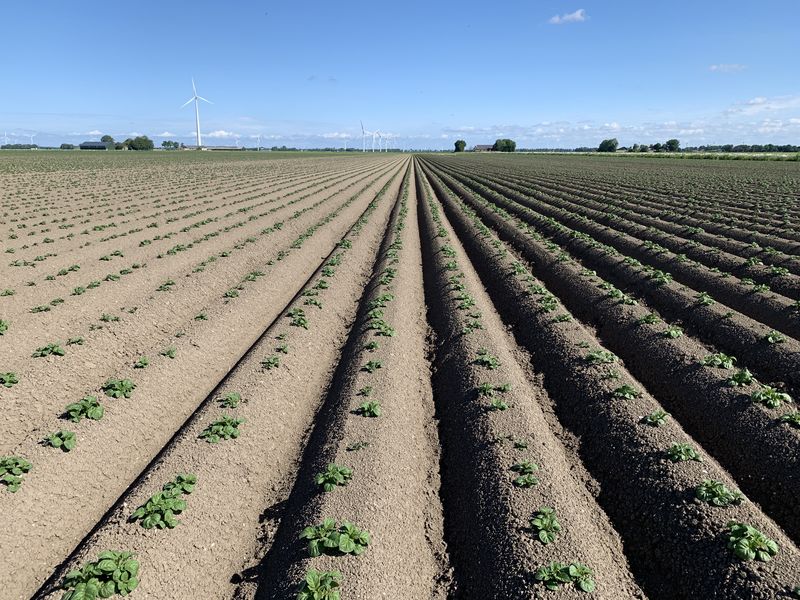 29 mei 2019; gewasgroei aardappelen; ras is Ramos