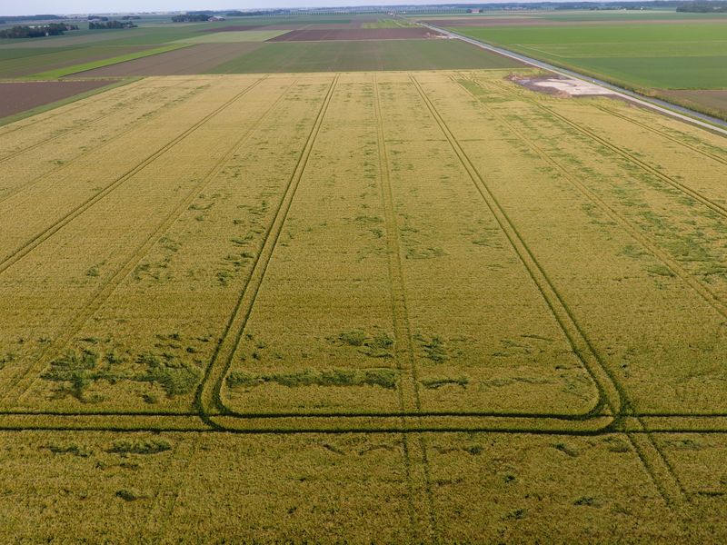 11 juni 2019; gewasgroei wintergerst; ras is Etincel