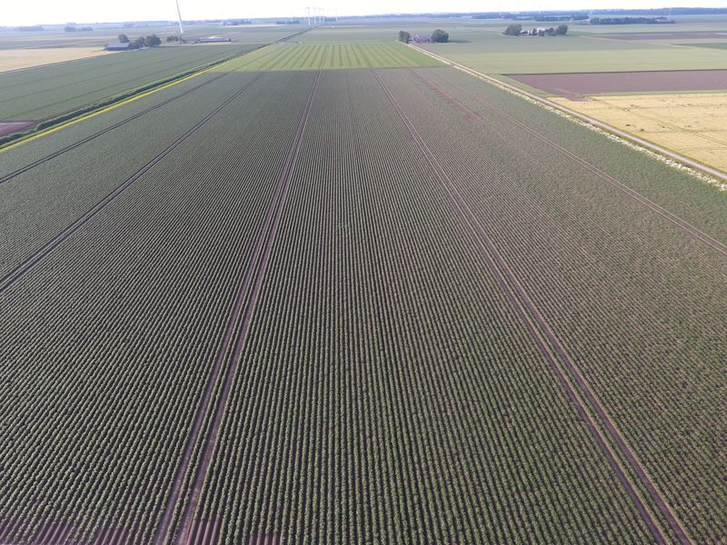 11 juni 2019; gewasgroei aardappelen; ras is Ramos