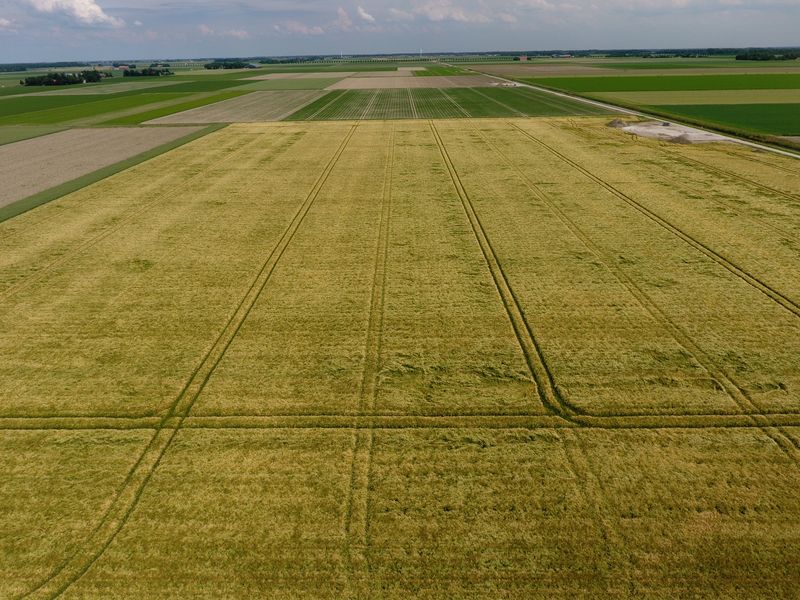 18 juni 2019; gewasgroei wintergerst; ras is Etincel