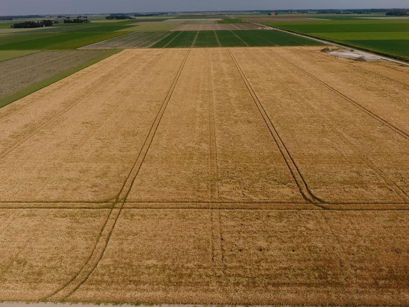 25 juni 2019; gewasgroei wintergerst; ras is Etincel