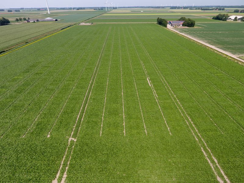 25 juni 2019; gewasgroei suikerbieten; ras is BTS2345