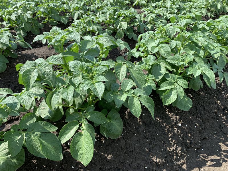 11 juni 2019; gewasgroei aardappelen; ras is Ramos