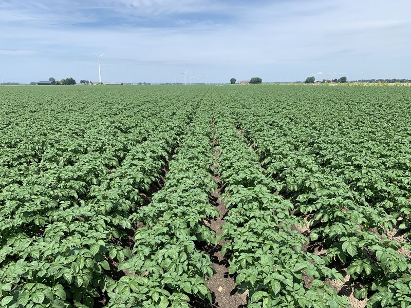 18 juni 2019; gewasgroei aardappelen; ras is Ramos