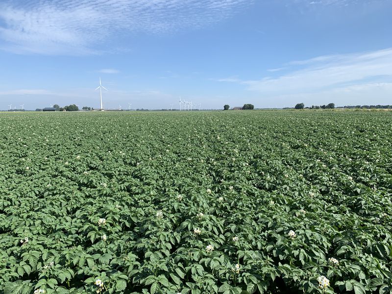 25 juni 2019; gewasgroei aardappelen; ras is Ramos