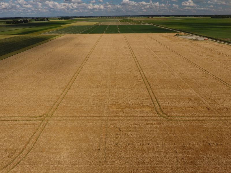 2 juli 2019; gewasgroei wintergerst; ras is Etincel