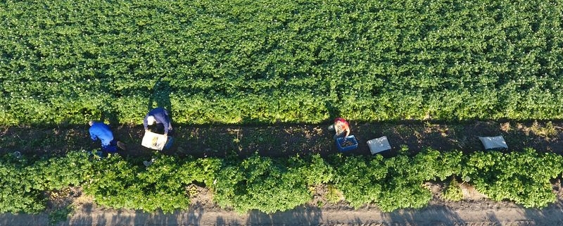 23 juli 2019; proefveld aardappelen RoyalZap rooien