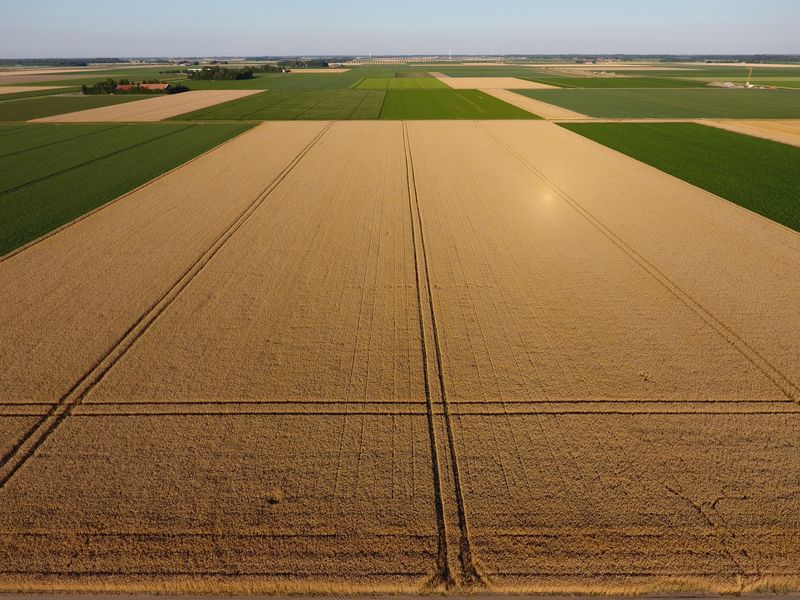 23 juli 2019; gewasgroei wintertarwe; ras is Talent