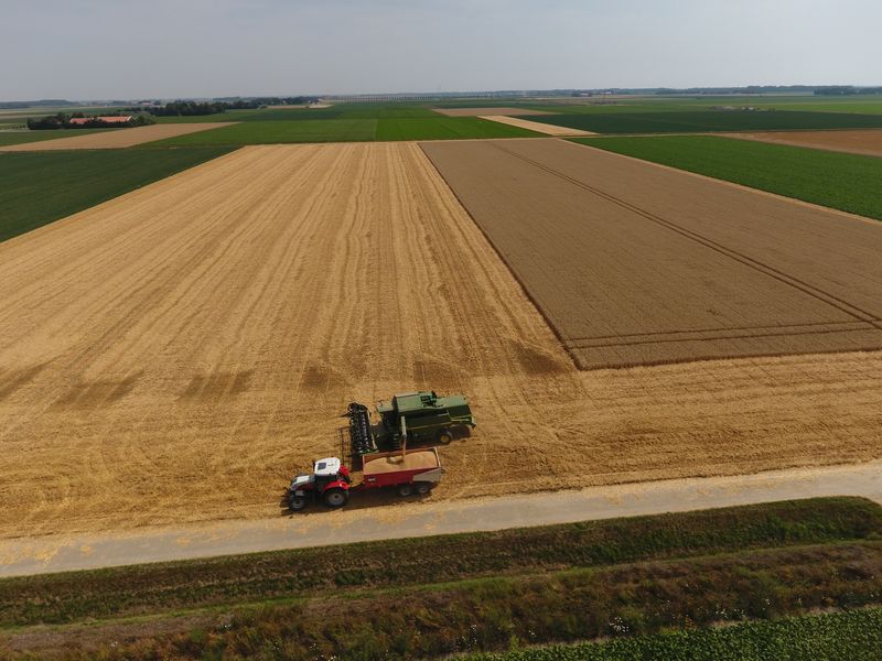 25 juli 2019; wintertarwe oogst
