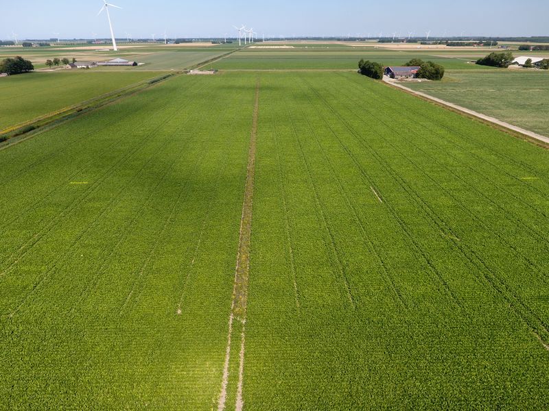 30 juli 2019; gewasgroei suikerbieten; ras is BTS2345