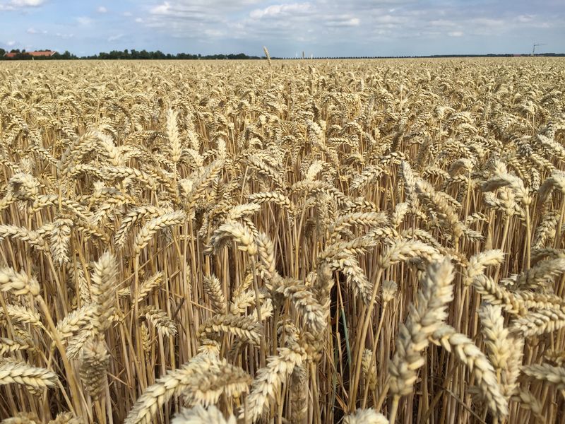 23 juli 2019; gewasgroei wintertarwe; ras is Talent