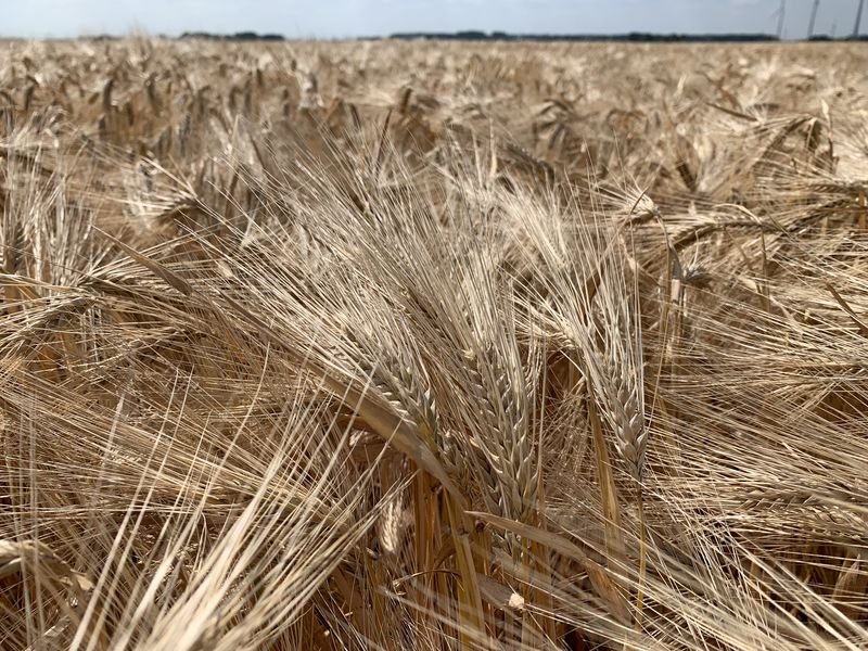 5 juli 2019; wintergerst oogst
