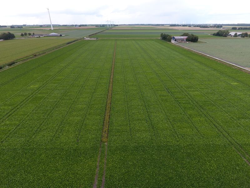 13 augustus 2019; gewasgroei suikerbieten; ras is BTS2345