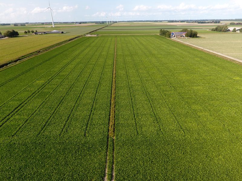 20 augustus 2019; gewasgroei suikerbieten; ras is BTS2345