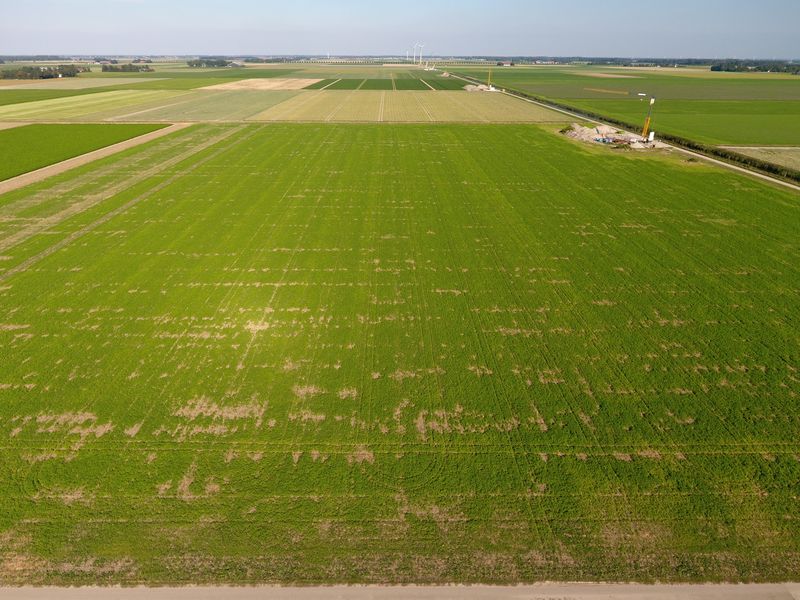 25 augustus 2019; orgamax groenbemester