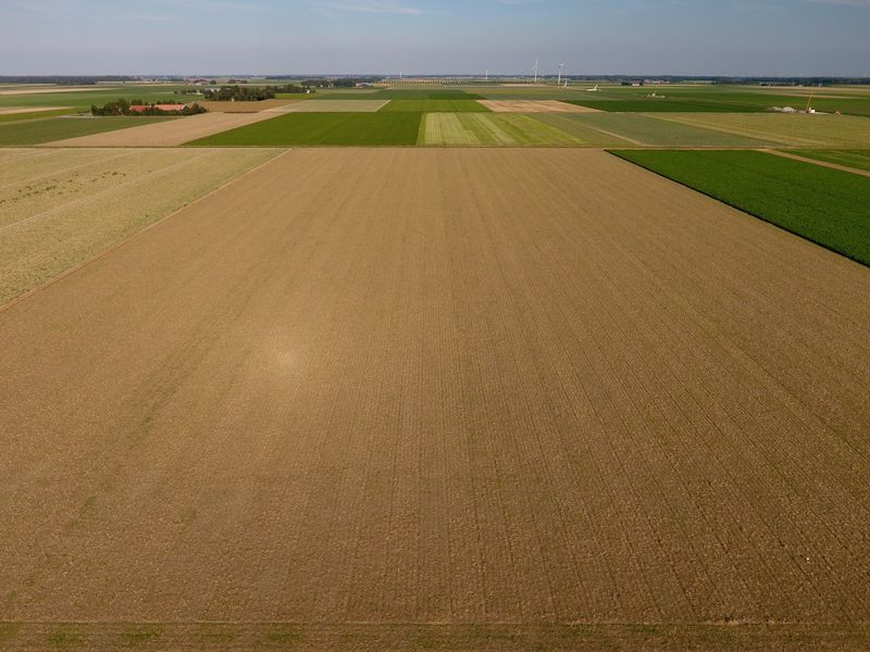 25 augustus 2019; solarigol groenbemester