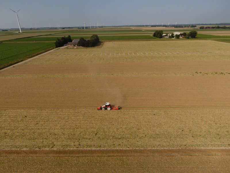 27 augustus 2019; uien rooien