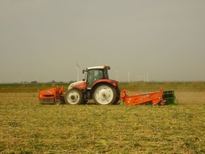 27 augustus 2019; uien rooien