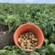19 augustus 2019; 1e proefrooiing aardappelen, ras is Ramos.