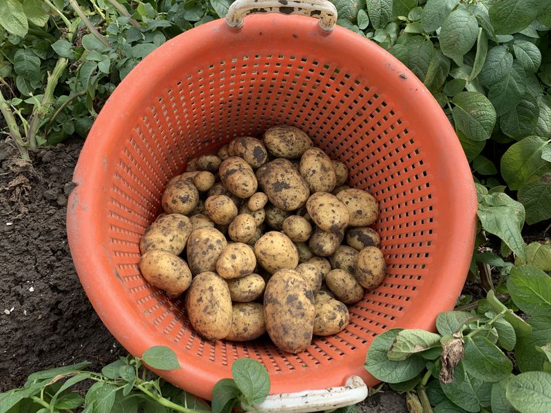 19 augustus 2019; 1e proefrooiing aardappelen, ras is Ramos.