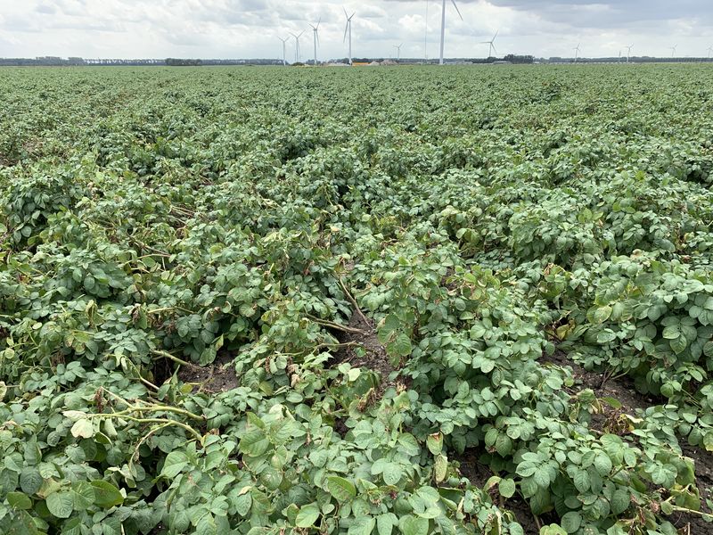 19 augustus 2019; 1e proefrooiing aardappelen, ras is Ramos.