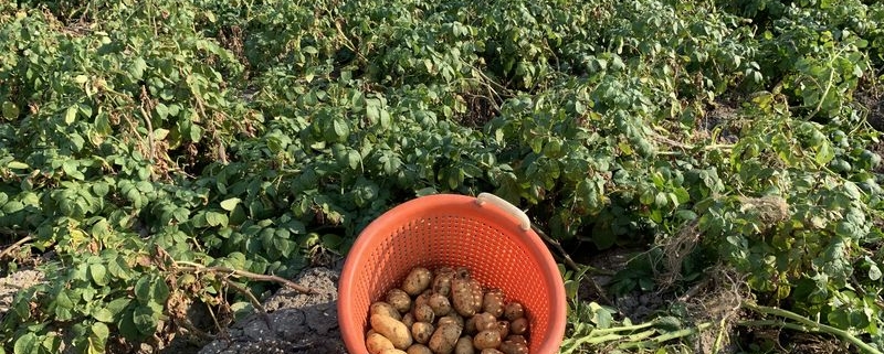26 augustus 2019; 1e proefrooiing aardappelen, ras is Ramos.