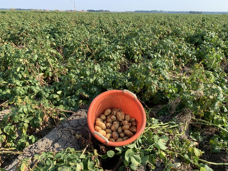 26 augustus 2019; 1e proefrooiing aardappelen, ras is Ramos.