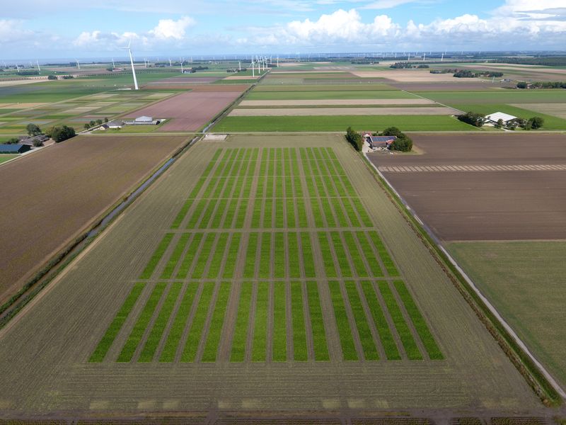 6 september 2019; suikerbieten rooien