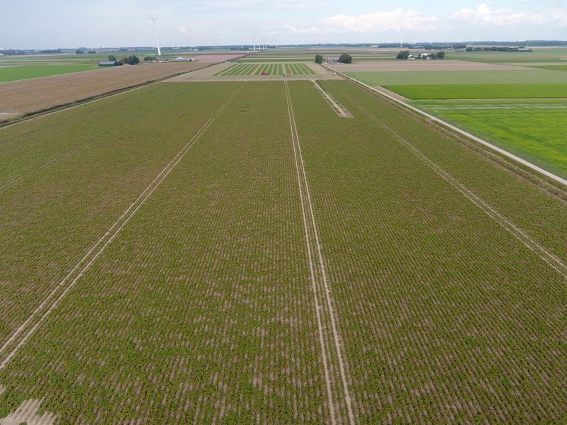 10 september 2019; gewasgroei aardappelen; ras is Ramos