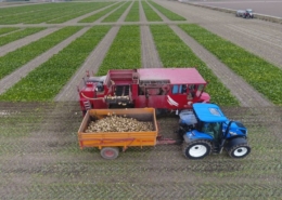 9 t/m 17 september 2019; suikerbieten proefveld rooien