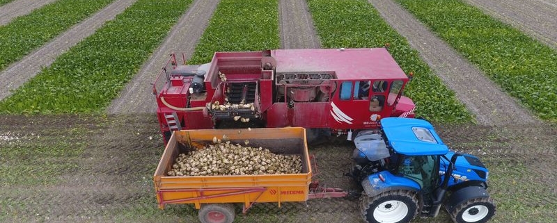 9 t/m 17 september 2019; suikerbieten proefveld rooien