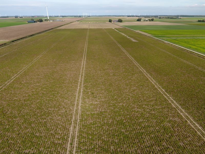 17 september 2019; gewasgroei aardappelen; ras is Ramos