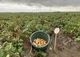 3 september 2019; 3e proefrooiing aardappelen