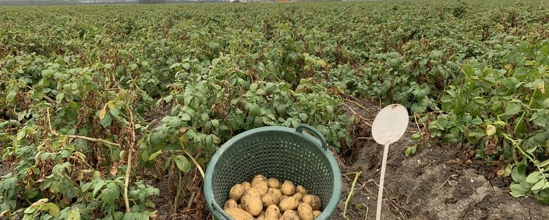 3 september 2019; 3e proefrooiing aardappelen