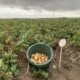 3 september 2019; 3e proefrooiing aardappelen